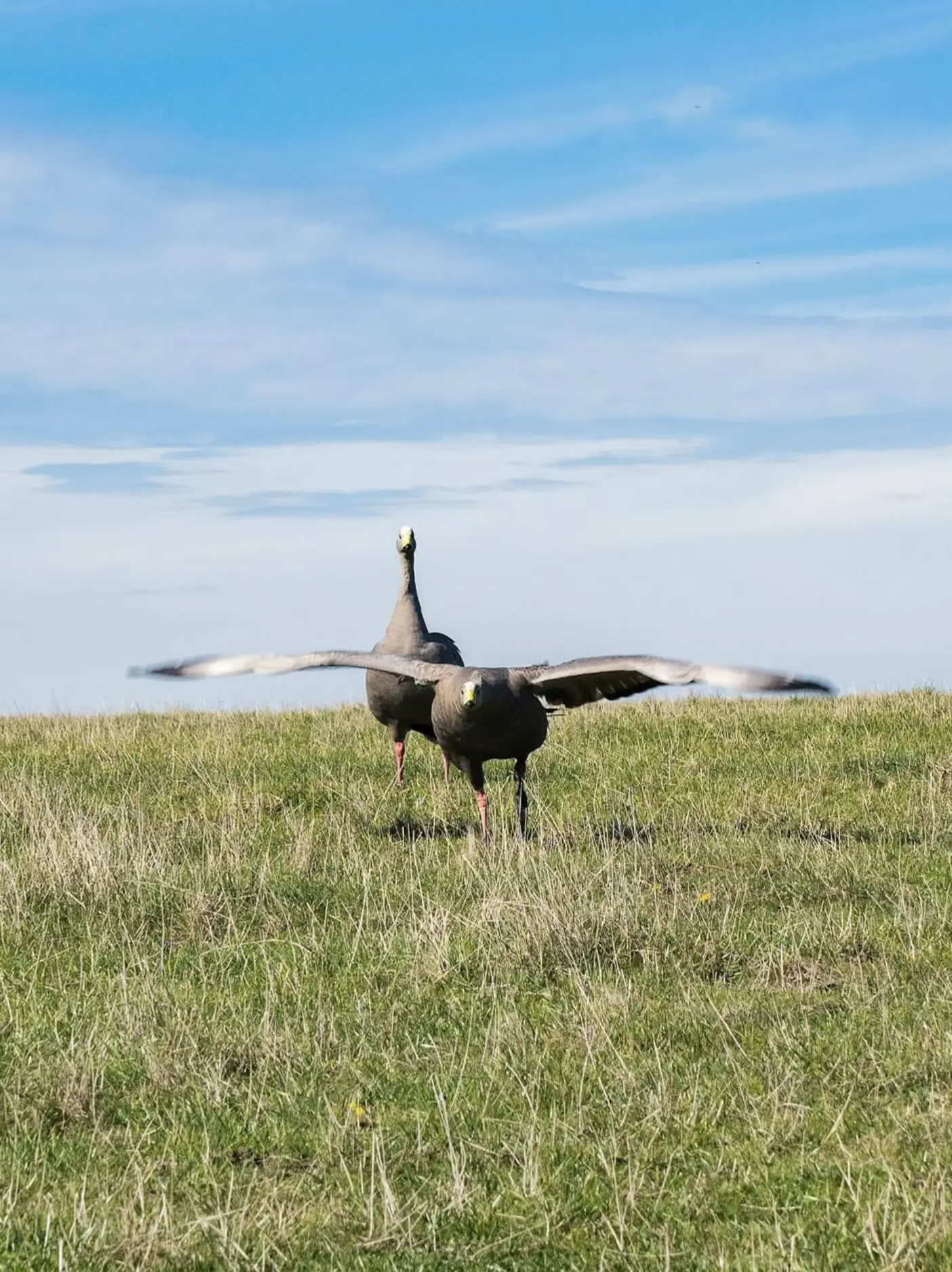 Phillip Island Wildlife