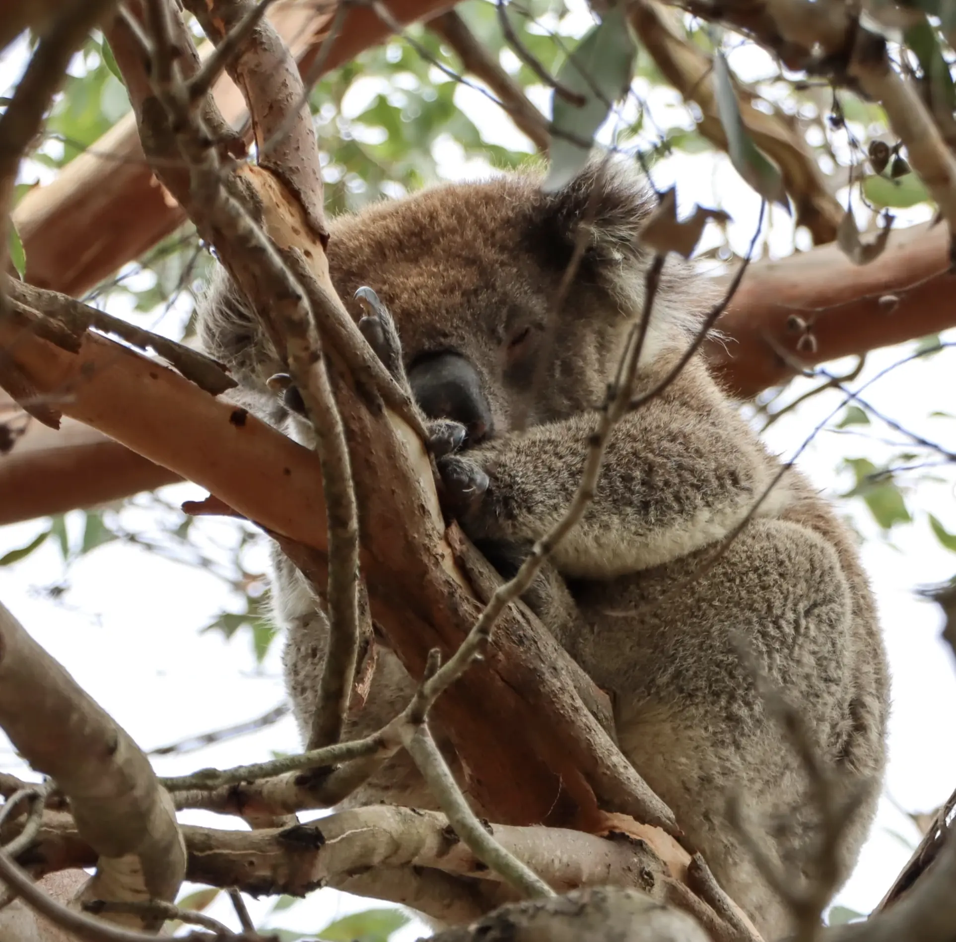 Tower Hill Wildlife Reserve